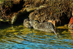 Chiedere l'intervento di un operatore per la cattura delle nutrie