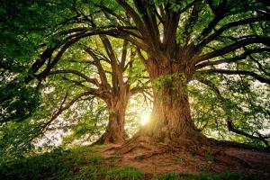 Segnalare alberi di pregio