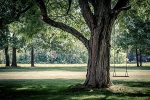 Abbattere alberi d'alto fusto