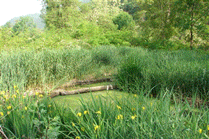 Chiedere la valutazione d'incidenza (VINCA)