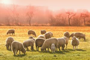 Chiedere l'autorizzazione al pascolo vagante