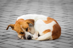 Denunciare lo smarrimento del cane