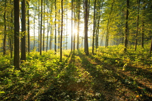 Chiedere il rilascio dell'autorizzazione forestale