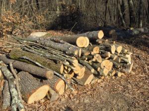 Chiedere l'assegnazione di legname di proprietà comunale