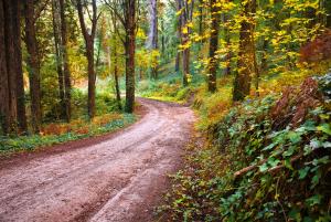 Chiedere il permesso per il transito sulla viabilità agro-silvo-pastorale (VASP) 