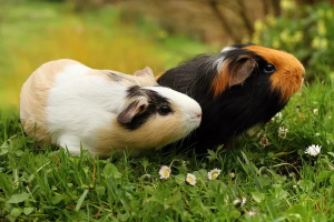 Chiedere l'apertura attività di allevamento di cavie per scopi sperimentali e scientifici