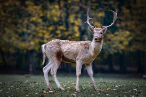 Chiedere un intervento di controllo numerico di fauna selvatica