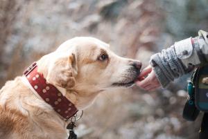 Trasferire la proprietà del cane al Comune