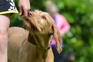 Chiedere il riconoscimento di zone di addestramento cani
