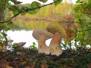 Chiedere la licenza per raccolta funghi e pesca