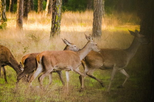 Comunicazione recupero e primo soccorso fauna selvatica
