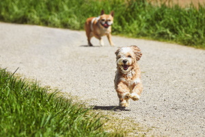 Comunicazione recupero cani vaganti