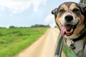 Adottare cani ricoverati presso il canile convenzionato