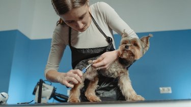 Praca jako groomer - zarobki, wymagania i zakres obowiązków