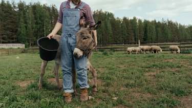 Praca jako zootechnik - zarobki i wymagania