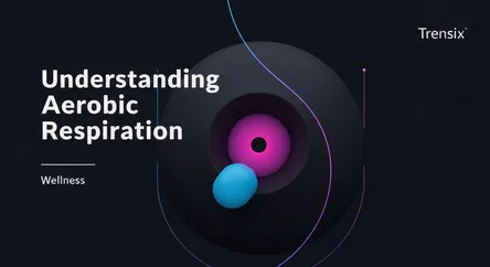 Understanding Aerobic Respiration