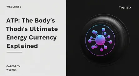 ATP: The Body's Ultimate Energy Currency Explained