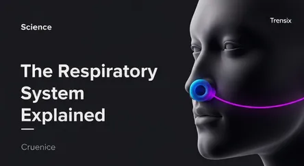 The Respiratory System Explained