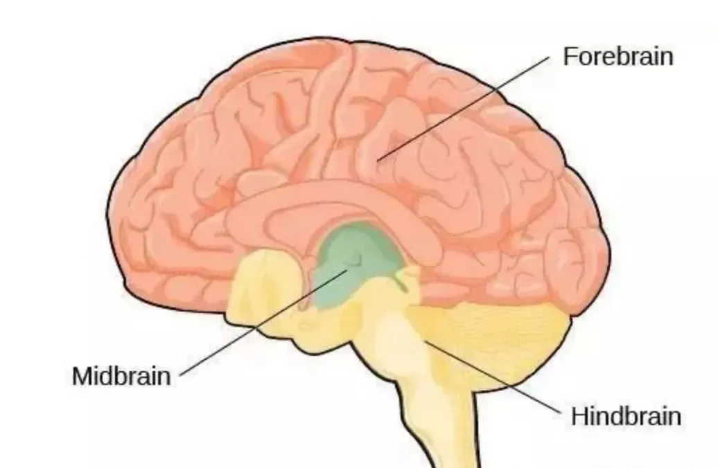 大腦神經科學 (1).webp