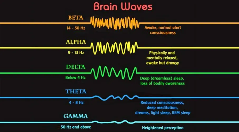 Brain (1).webp