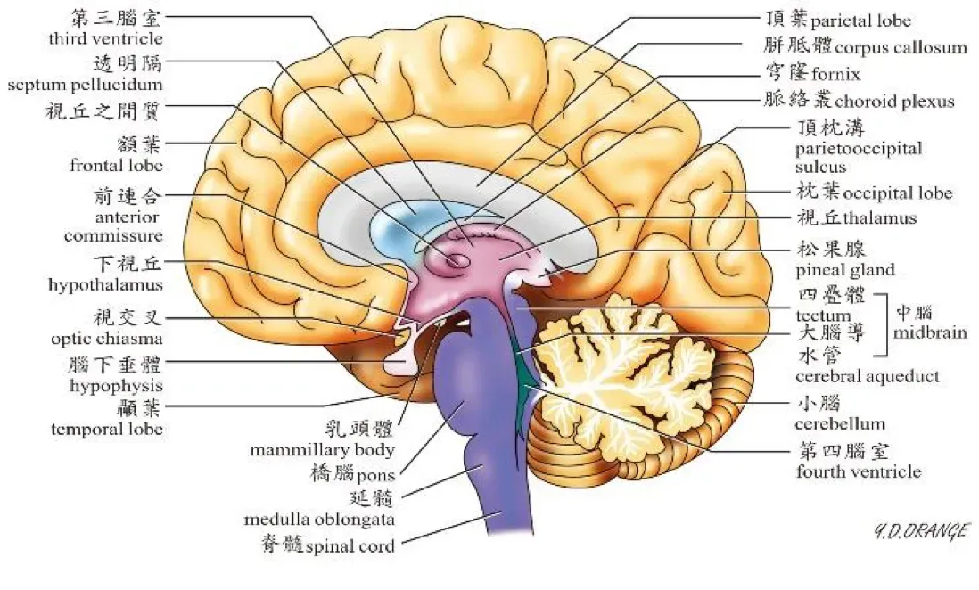 大腦神經科.webp