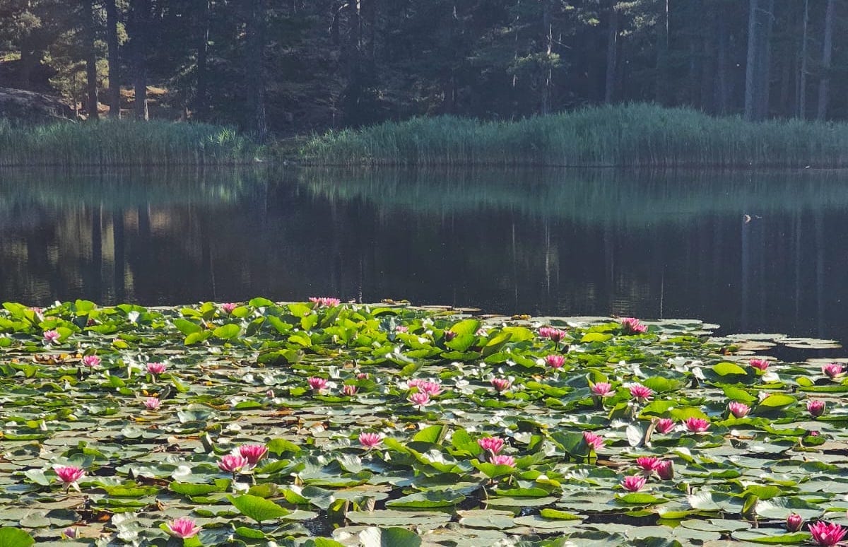 Retraite Yoga Nature - 4