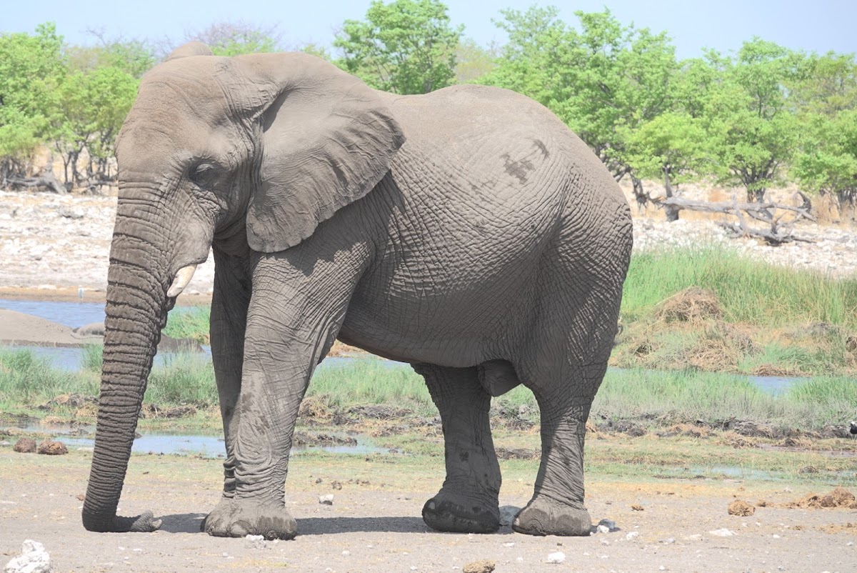 Nomad Africa Tours & Safaris logo