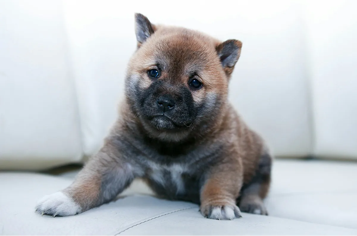 茶色い柴犬の子犬。黒い鼻と丸い瞳で正面を見つめている。