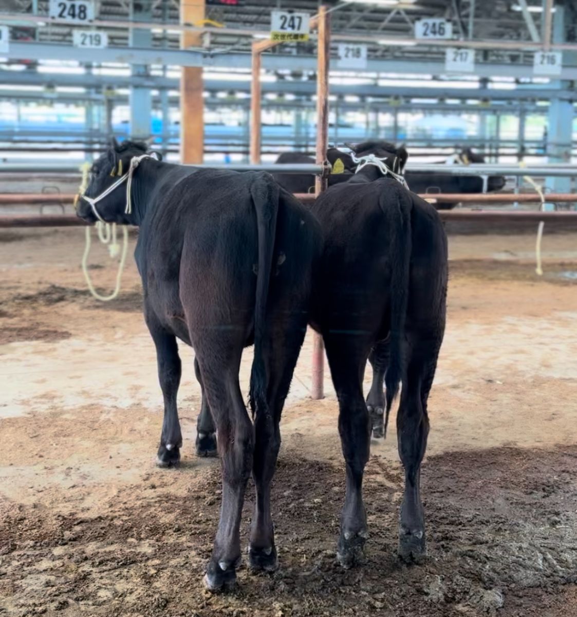 Aoki Farm-Wagyu/青木畜産-和牛