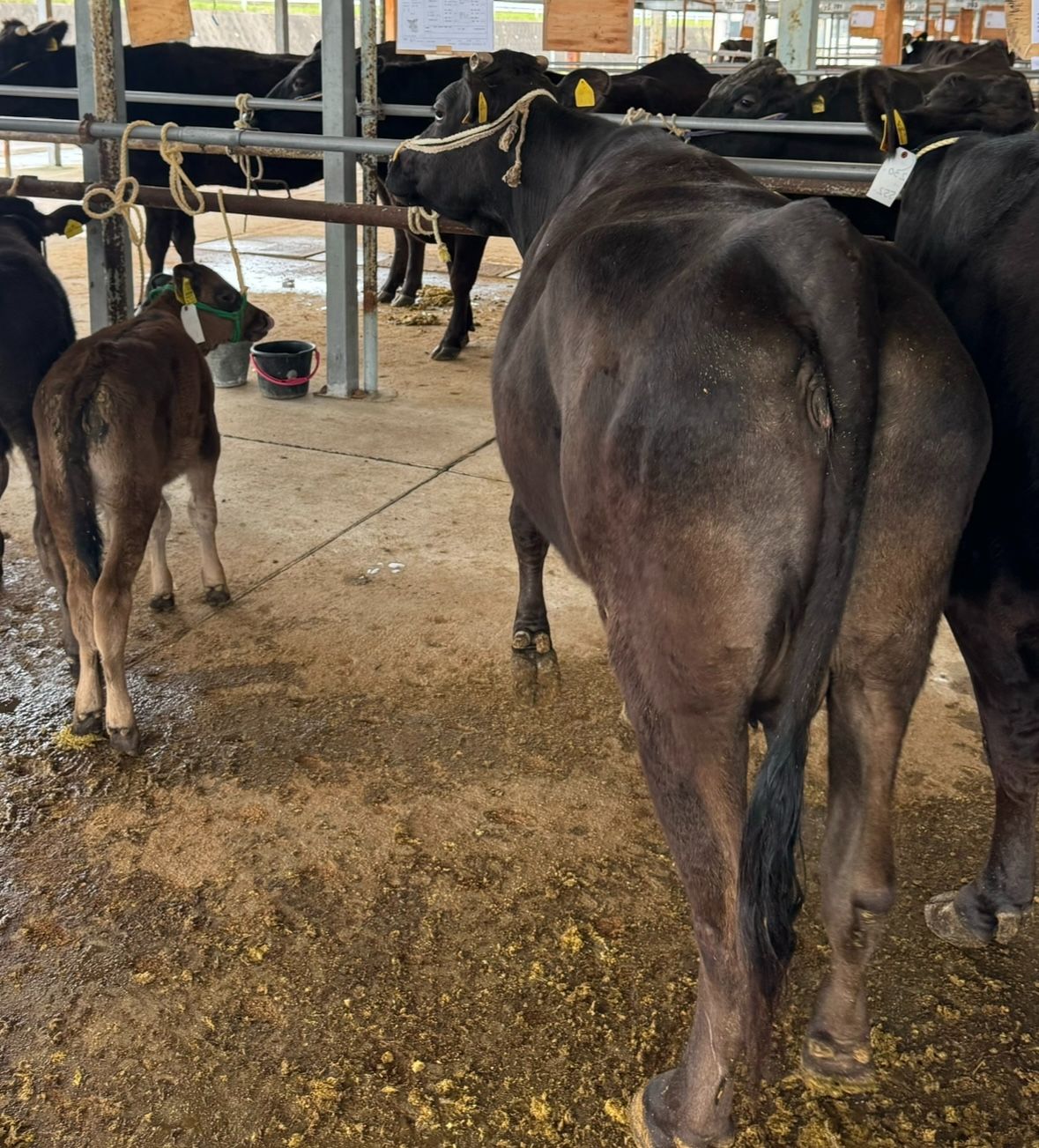 青銅製   夫婦が乗った牛 Aoki Farm-Wagyu/青木畜産-和牛