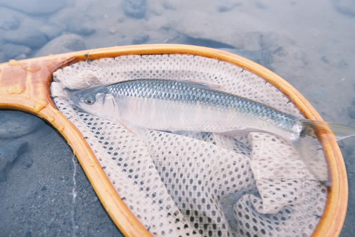 フライフィッシングセット オイカワスペシャル701-4等