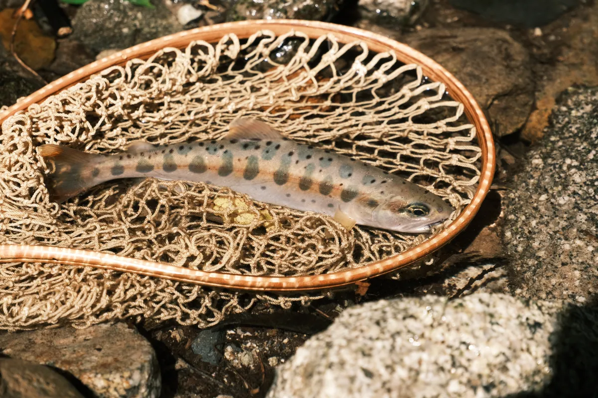 ニンフでフライフィッシング@養沢毛鉤専用釣場 ｜とあるフライ