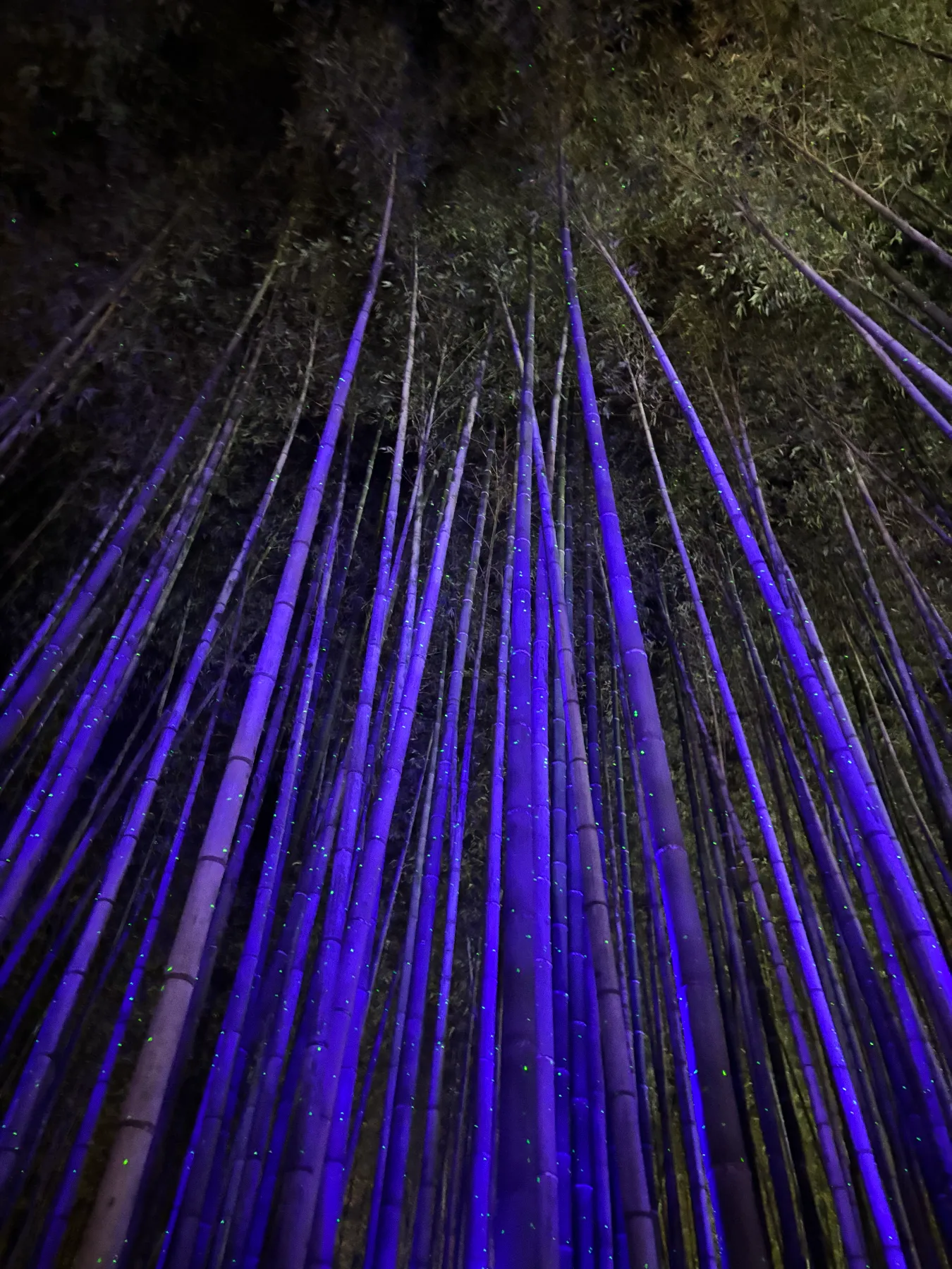 竹林アート空間演出/Bamboo forest art space production - humorous