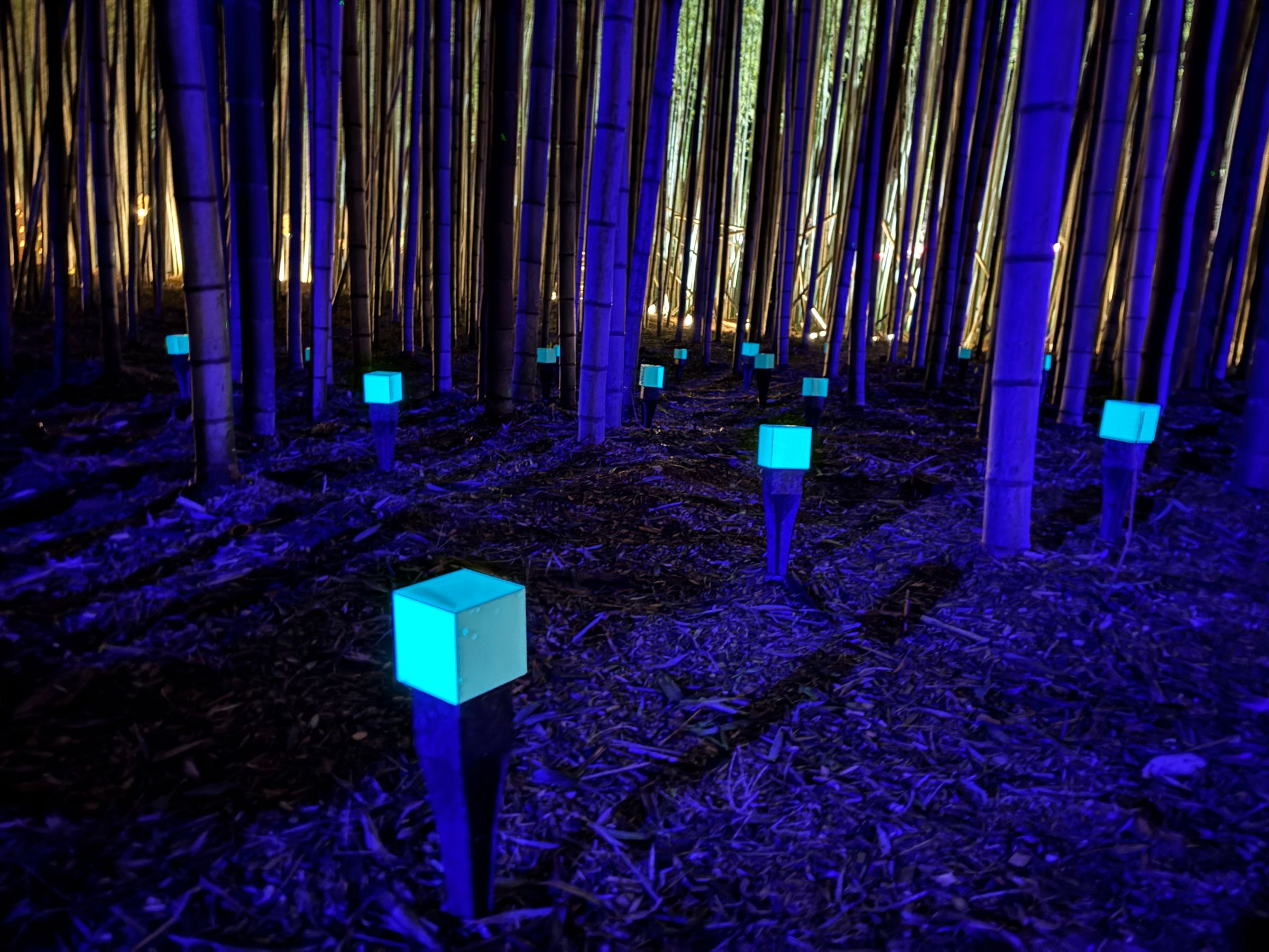 竹林アート空間演出/Bamboo forest art space production - humorous