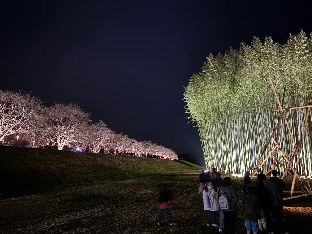 竹林アート空間演出/Bamboo forest art space production - humorous