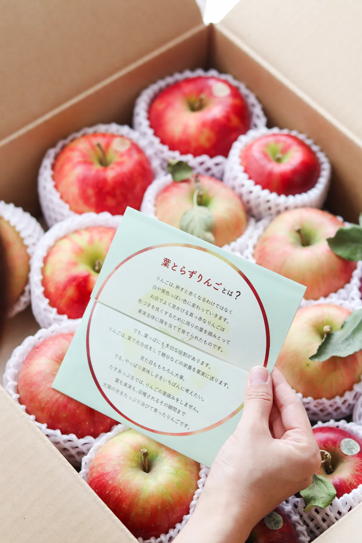 デザインオフィスARCO｜リーフレット｜たすあっぷる（岩手県）