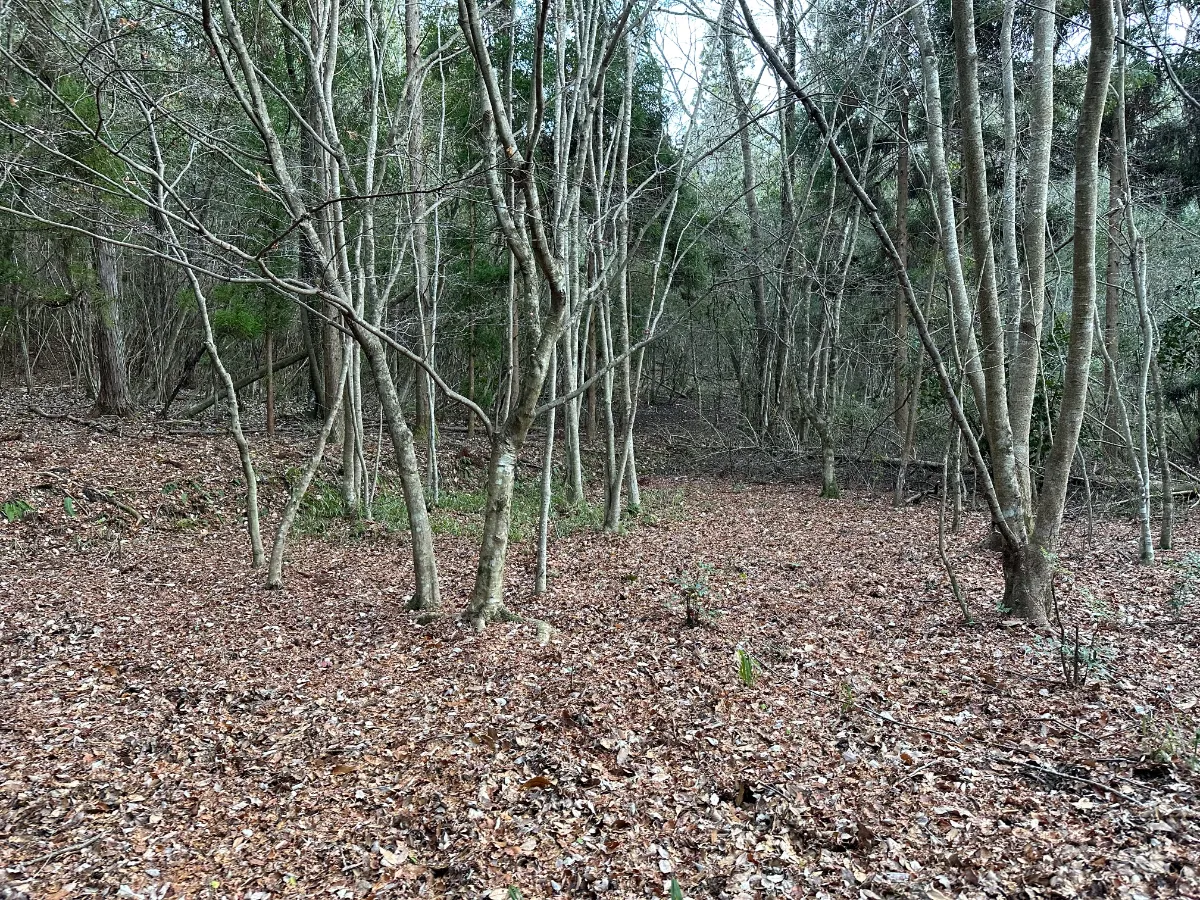 旧キノコ農園の山林を貸します。