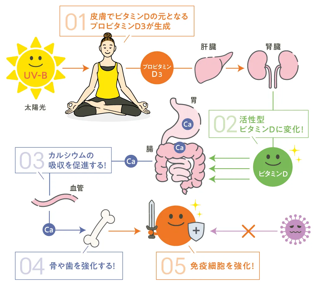ビタミンDが作られる仕組み