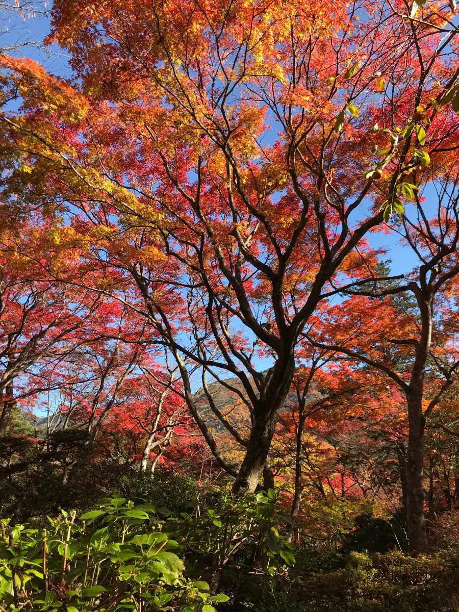 箱根の紅葉(10月後半~11月中旬)