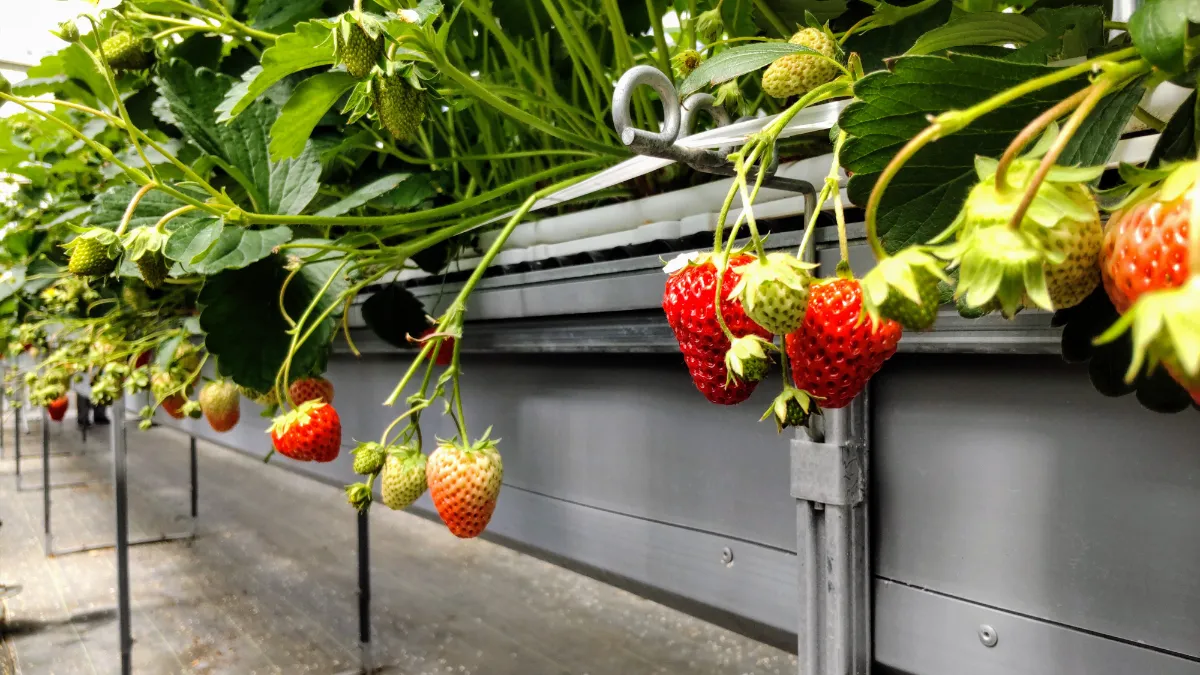 おおがわら会主催「ネクサスファームおおくま工場見学とイチゴ摘み取り