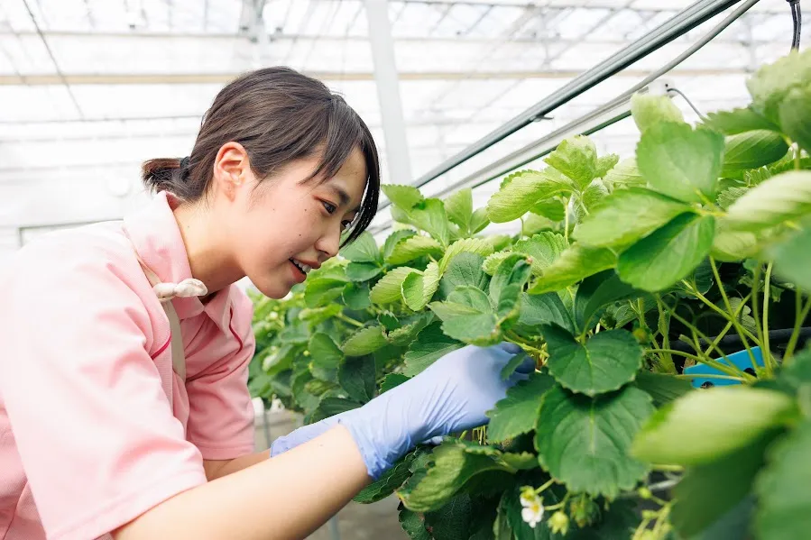 いちごをきっかけに、大熊を発信し人を呼び込む ｜おおくまStyle｜生活