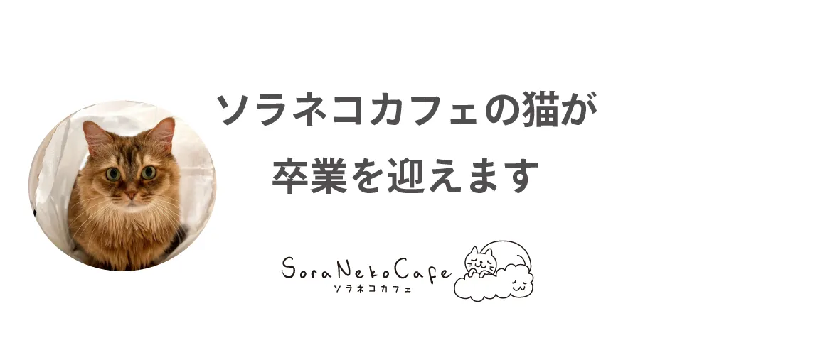 ソラネコカフェ 卒業のご案内】