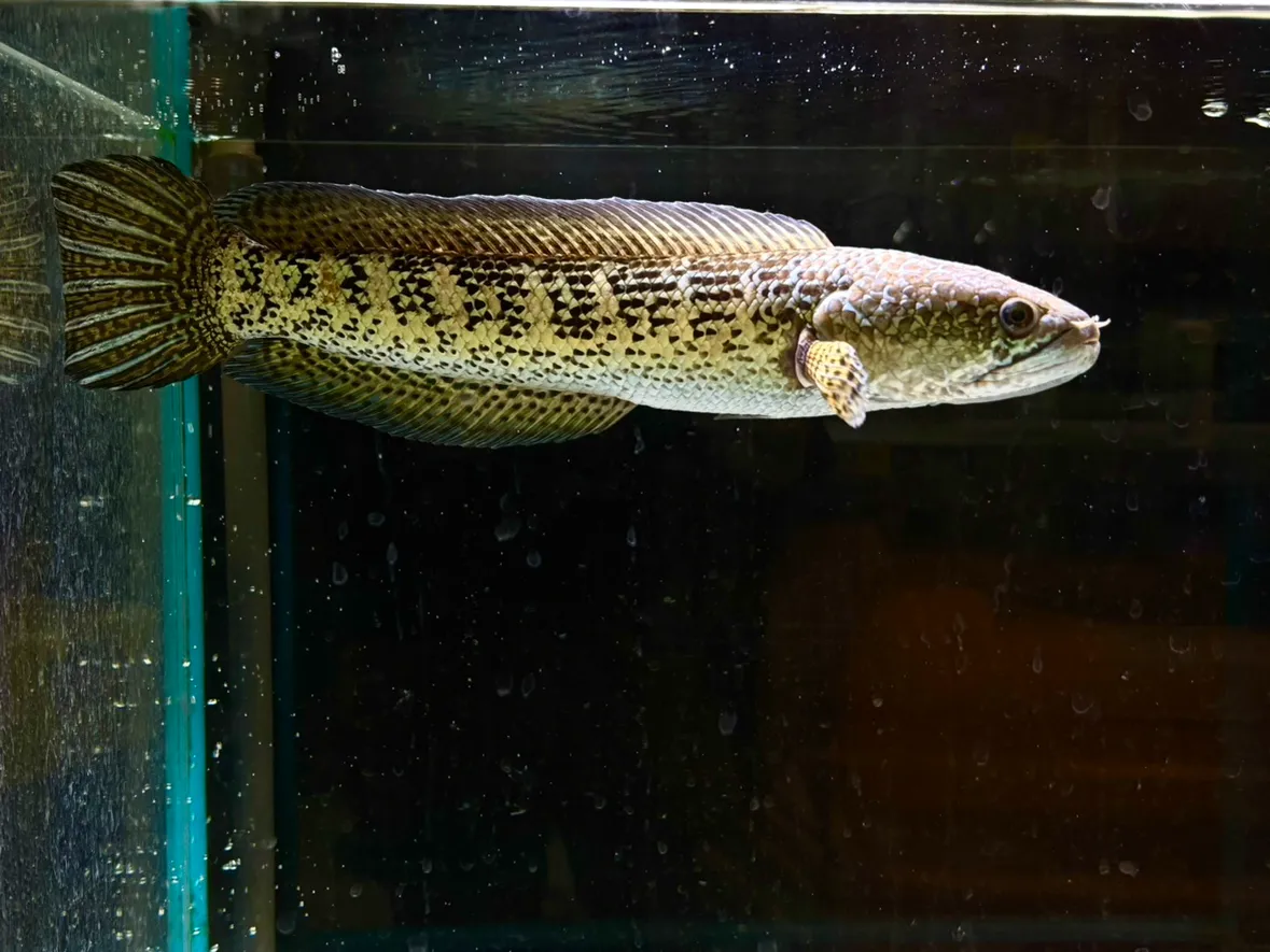 終了しました】カワスイで迎える特別な年末年始！2025年ヘビ年関連