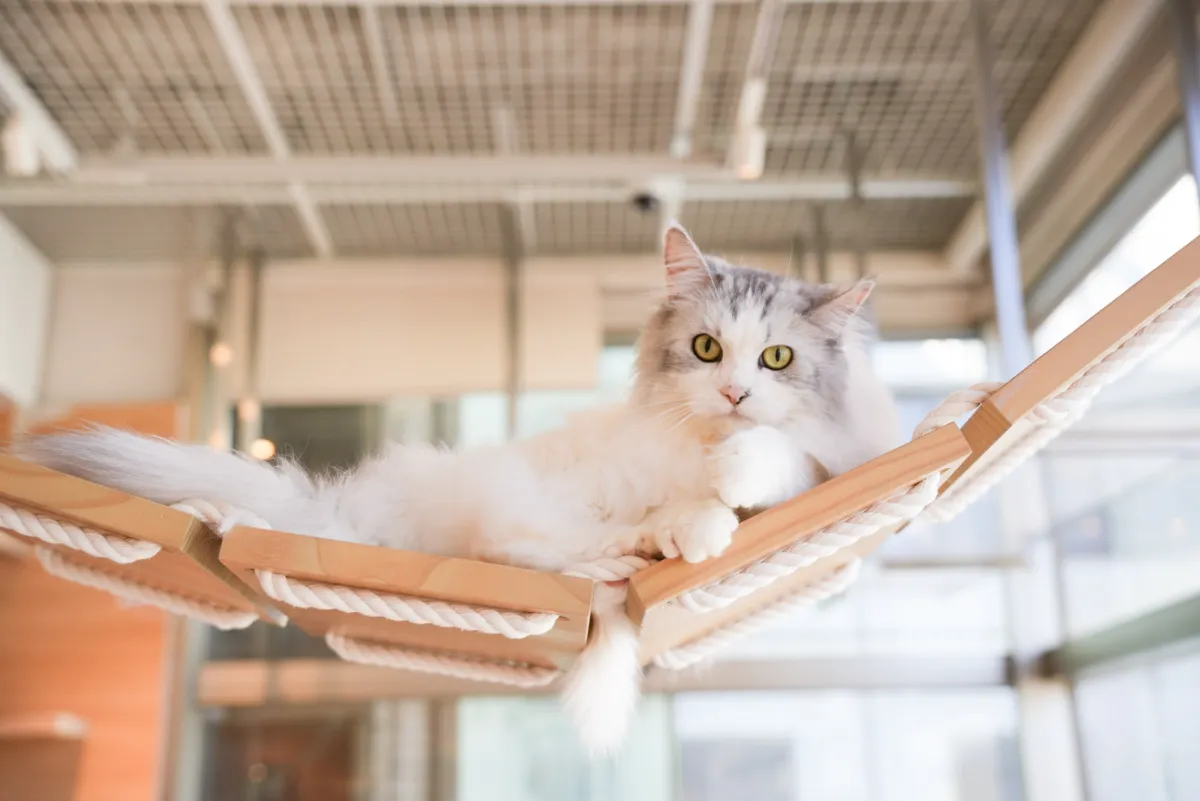 ソラネコカフェ 卒業のご案内】