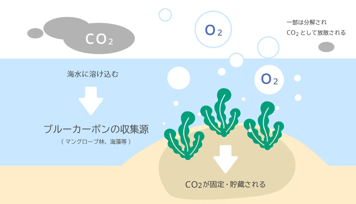 ブルーカーボンとは 注目を集める理由 | Claudio ESG Studio