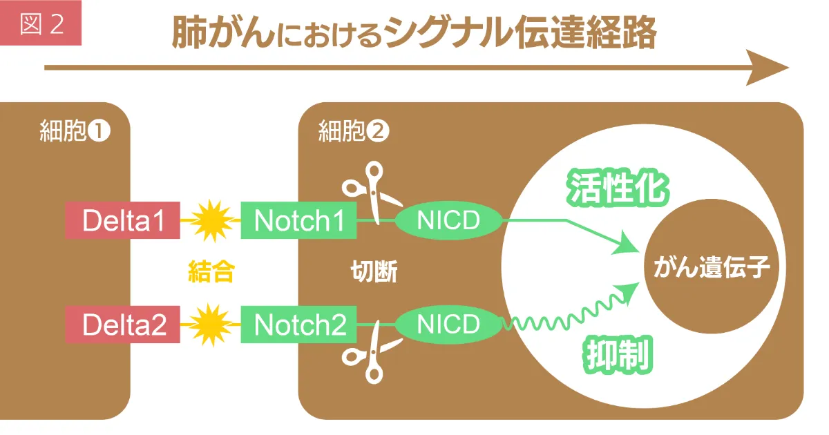 翻訳 シグナル伝達・制御の生化学 細胞の働きを支配する情報交換ネットワーク 概要)翻訳 シグナル伝達・制御の生化学 ～細胞の働きを支配する