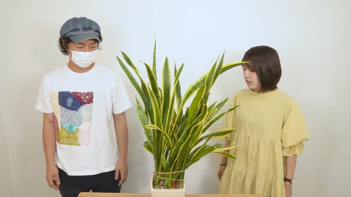 サンセベリアの株分け・植え替え＞観葉植物の専門家が解説【水耕栽培の