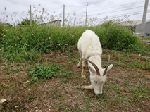 雑草対策をヤギに手伝ってもらう