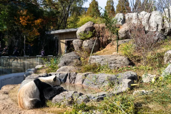 上野動物園　パンダのもり