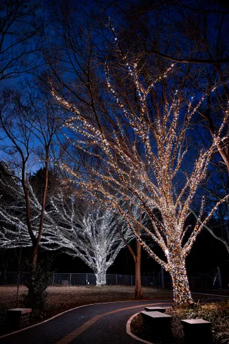 あさか冬のあかりテラス